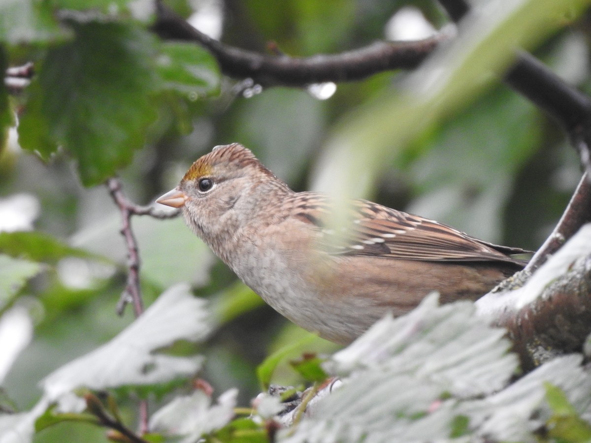 Golden-crowned Sparrow - ML641322299