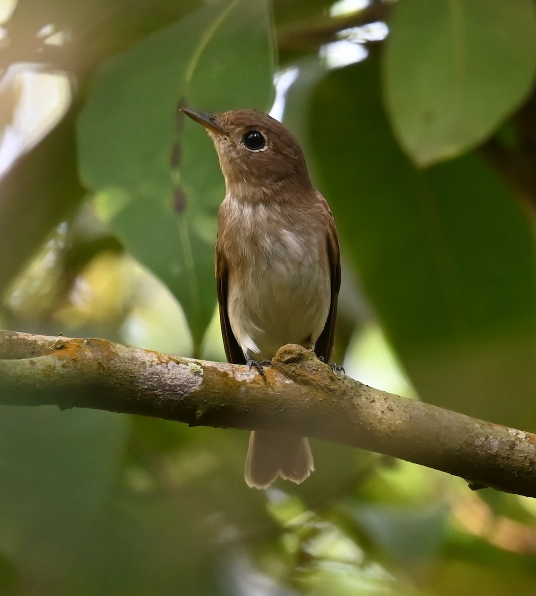 Brown-streaked Flycatcher - ML641322306