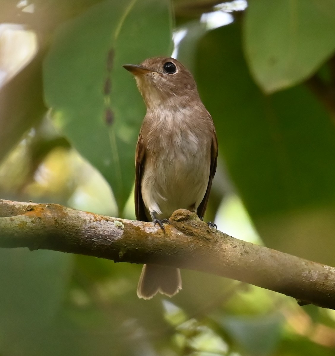 Brown-streaked Flycatcher - ML641322310
