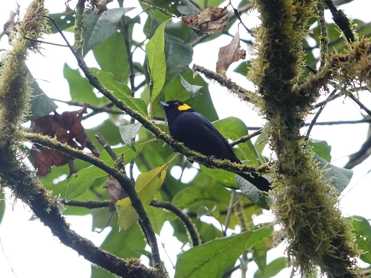 Yellow-scarfed Tanager - ML641322327