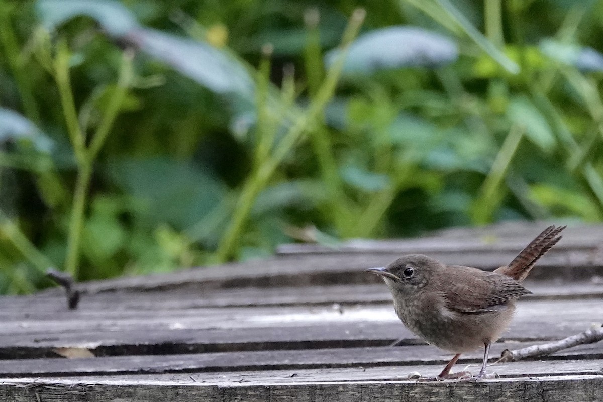 Northern House Wren - ML641322328