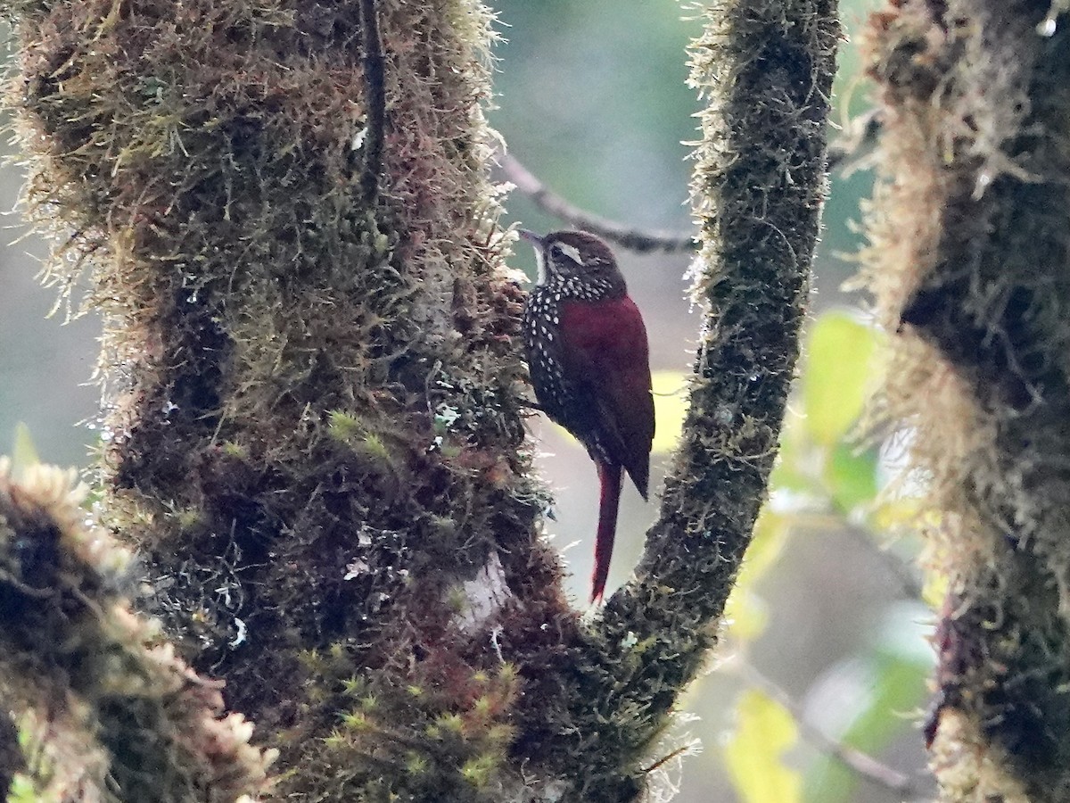 Pearled Treerunner - ML641322336
