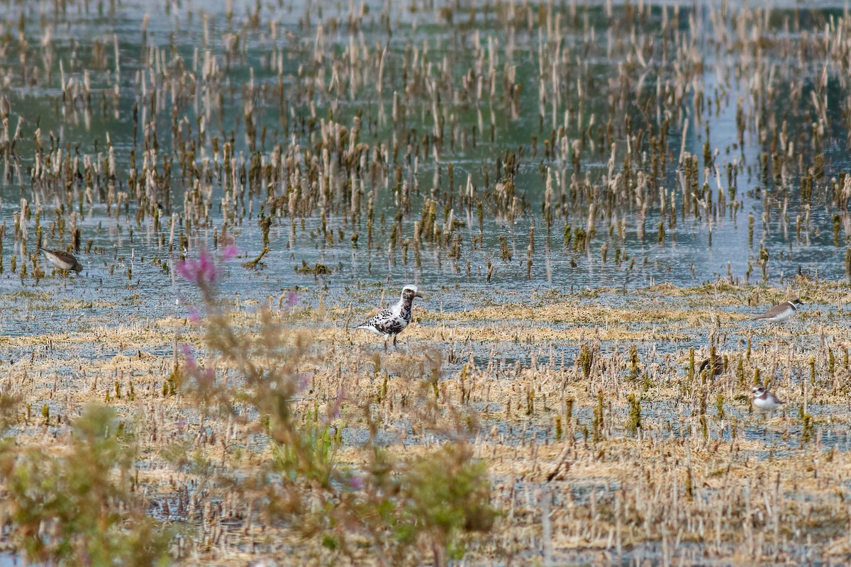 Сивка морська - ML641322338