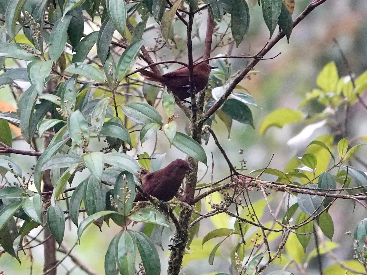 Peruvian Wren - ML641322343