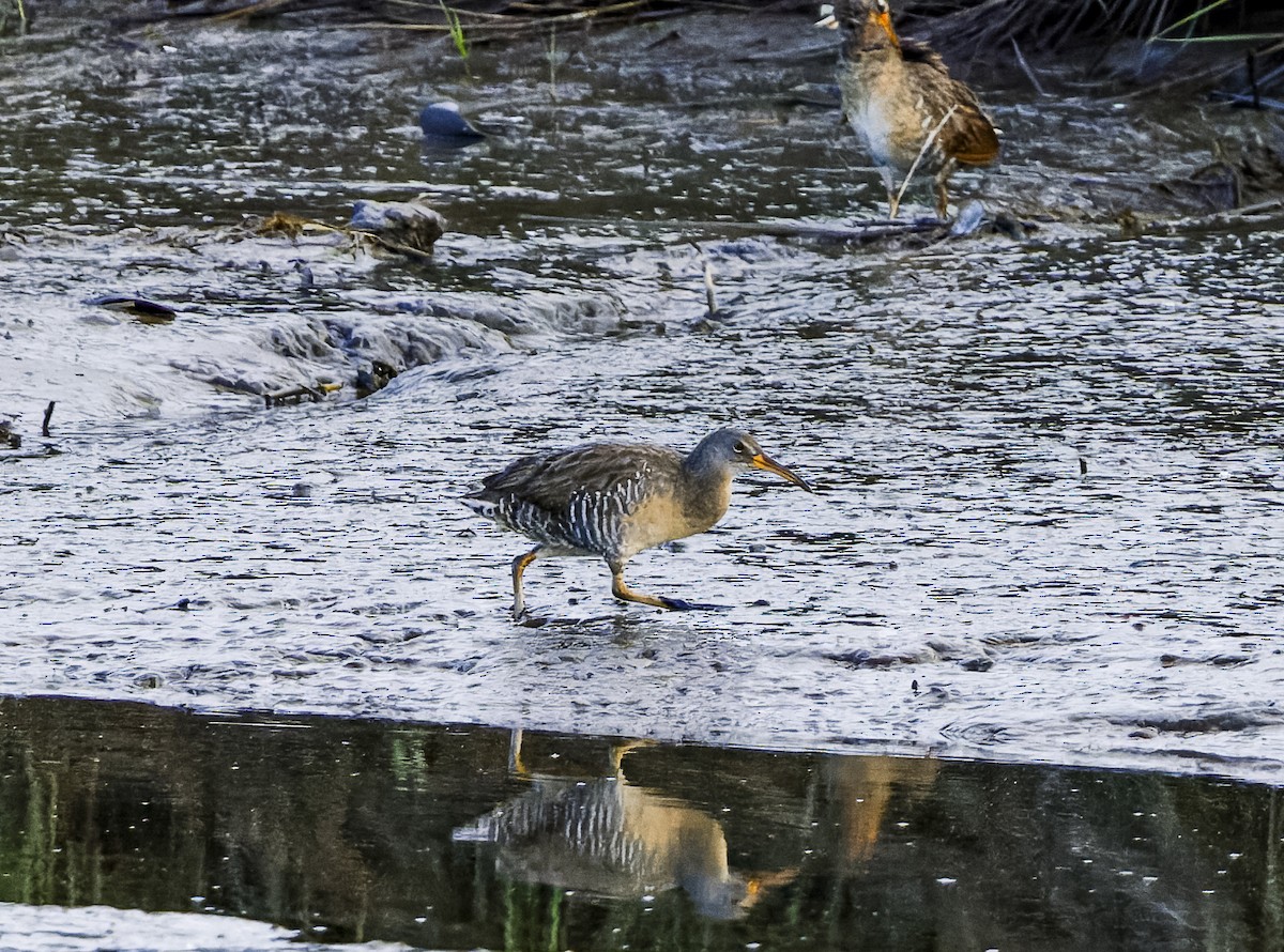 Clapper Rail (Atlantic Coast) - ML641322344