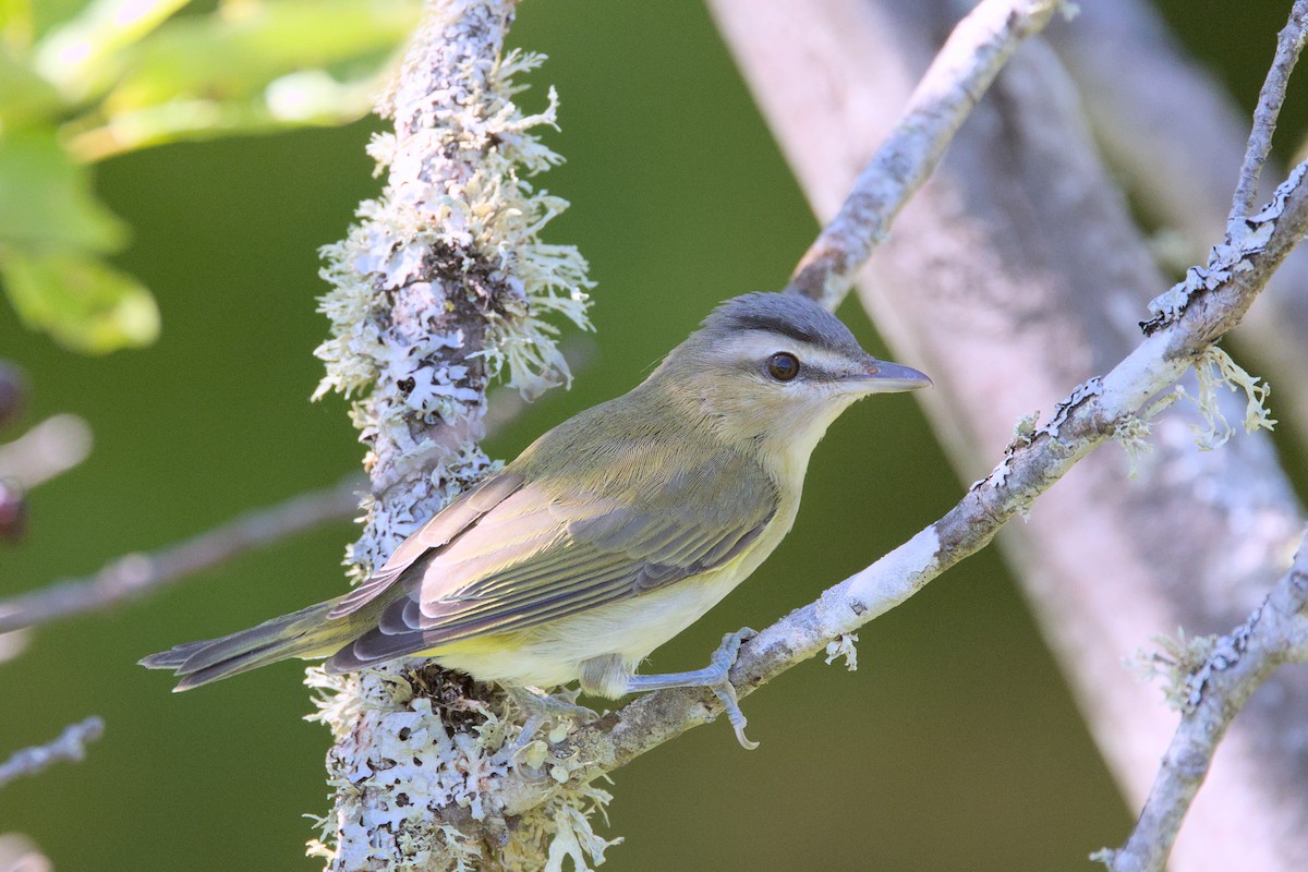 Red-eyed Vireo - ML641322346