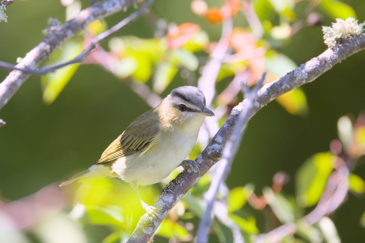 Red-eyed Vireo - ML641322347