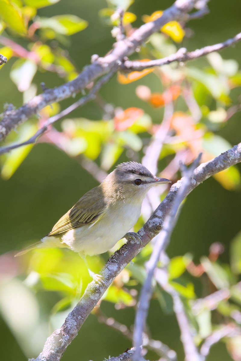 Red-eyed Vireo - ML641322348