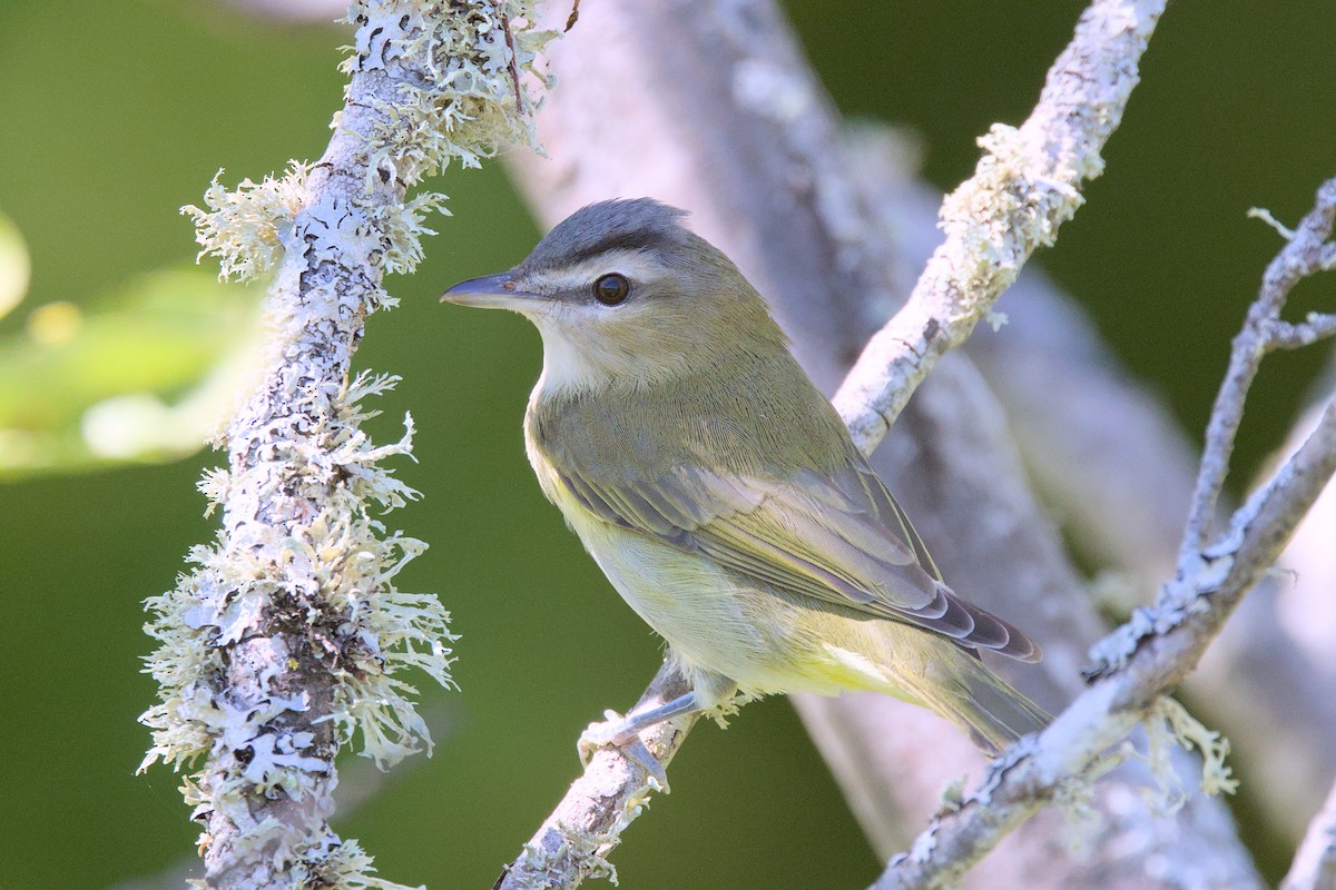 Red-eyed Vireo - ML641322349