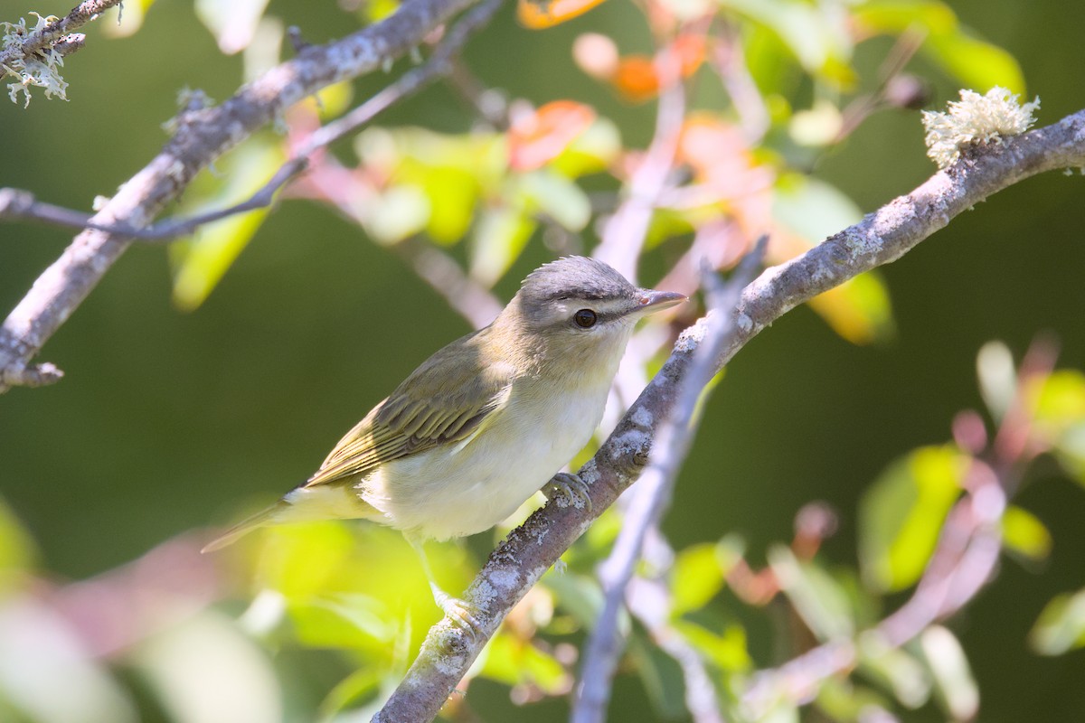 Red-eyed Vireo - ML641322350