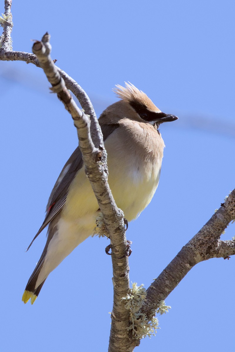 Cedar Waxwing - ML641322351