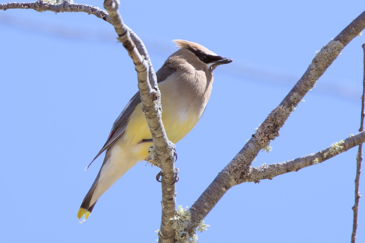 Cedar Waxwing - ML641322352