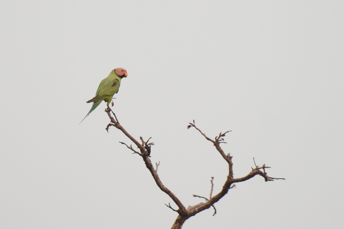 Blossom-headed Parakeet - ML641322357
