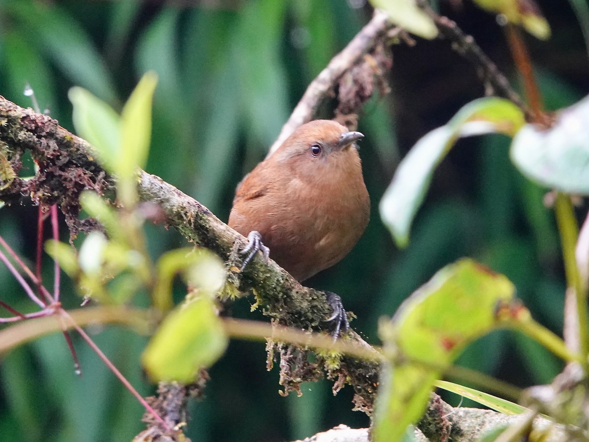 Peruvian Wren - ML641322361