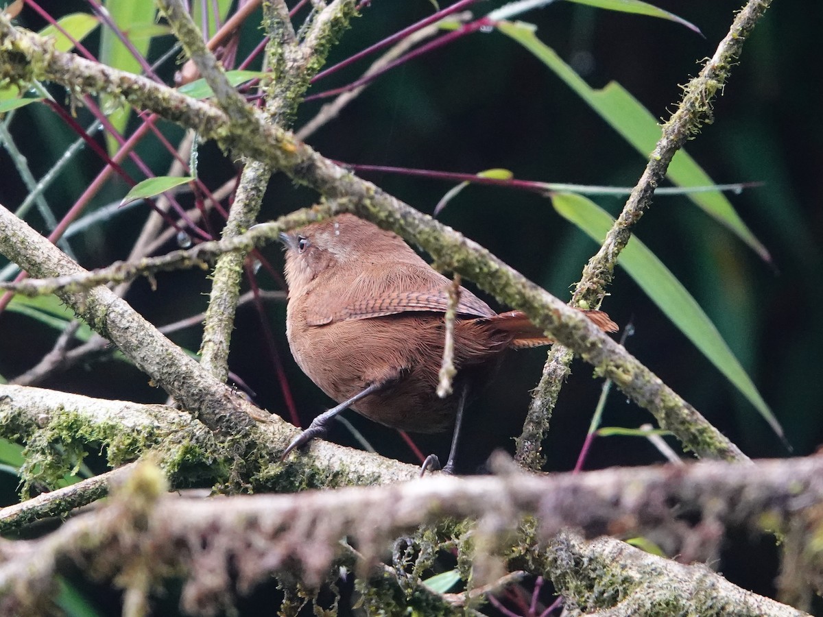 Peruvian Wren - ML641322362