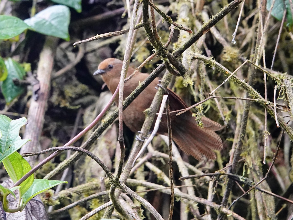 Peruvian Wren - ML641322363