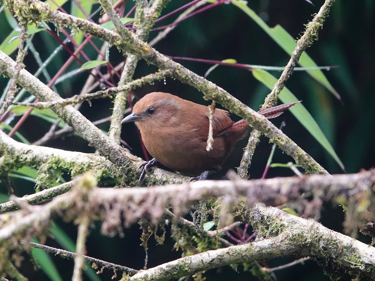 Peruvian Wren - ML641322364