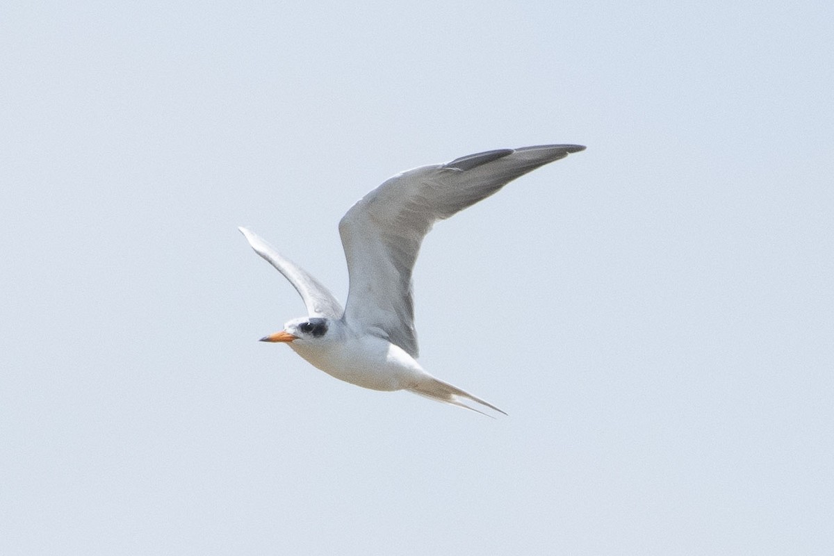Black-bellied Tern - ML641322367