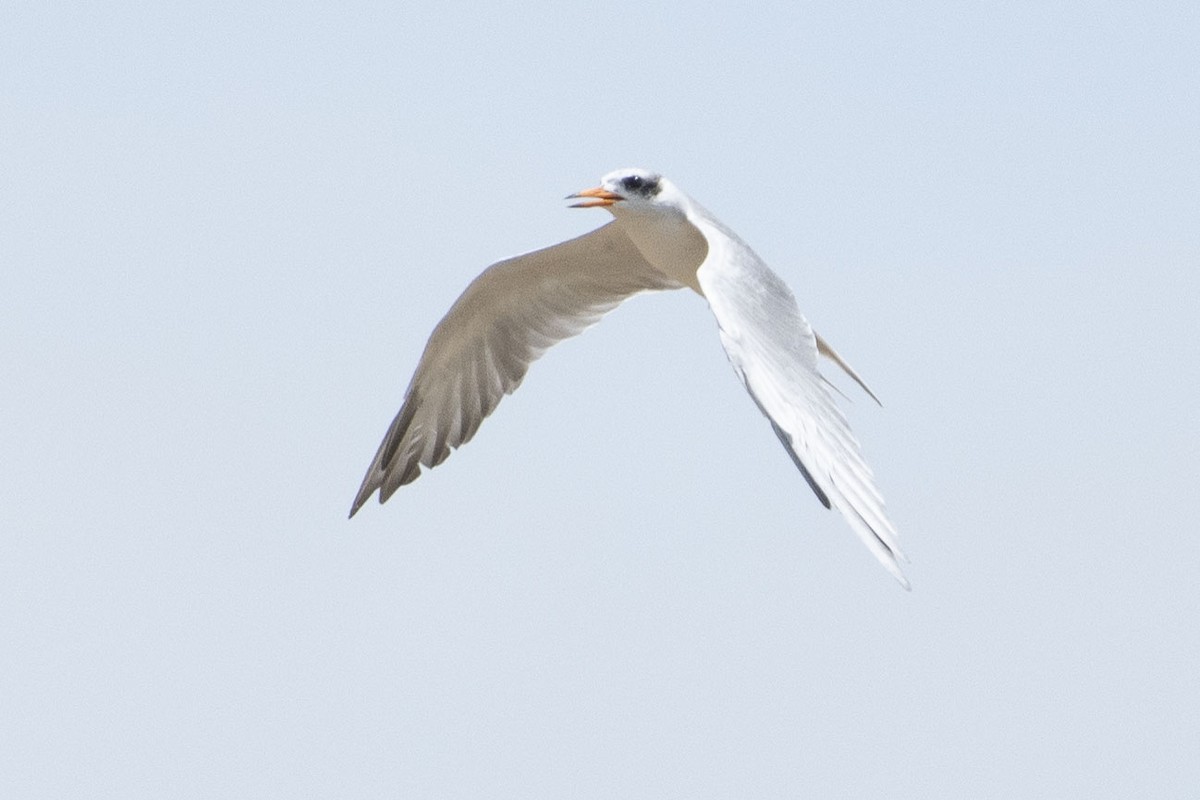 Black-bellied Tern - ML641322368