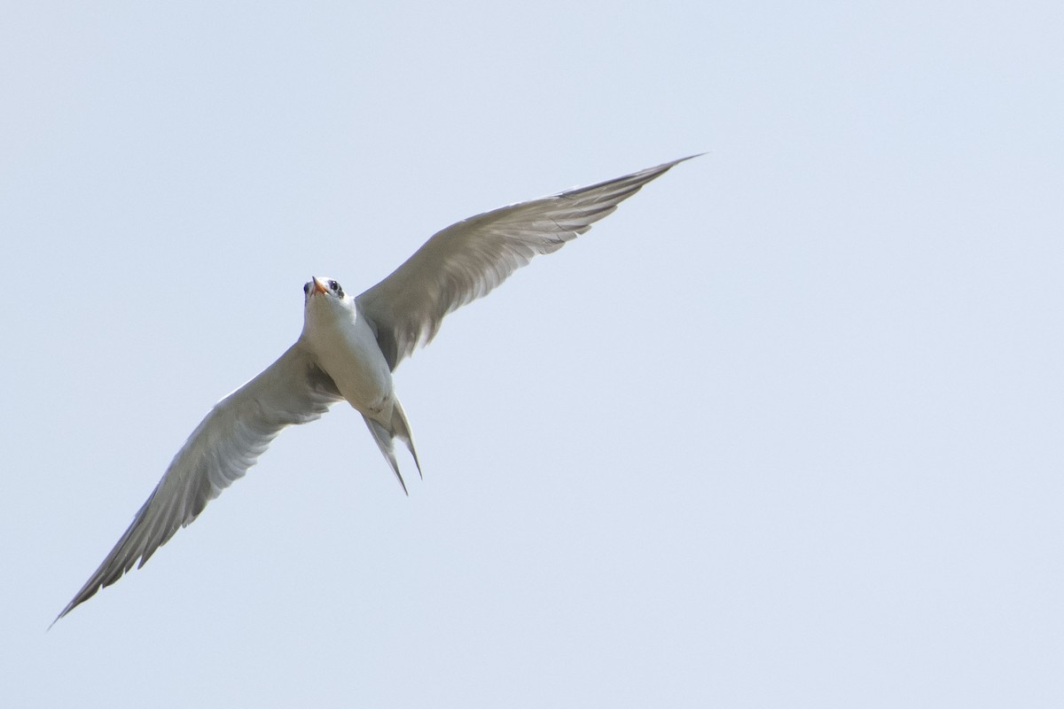 Black-bellied Tern - ML641322369