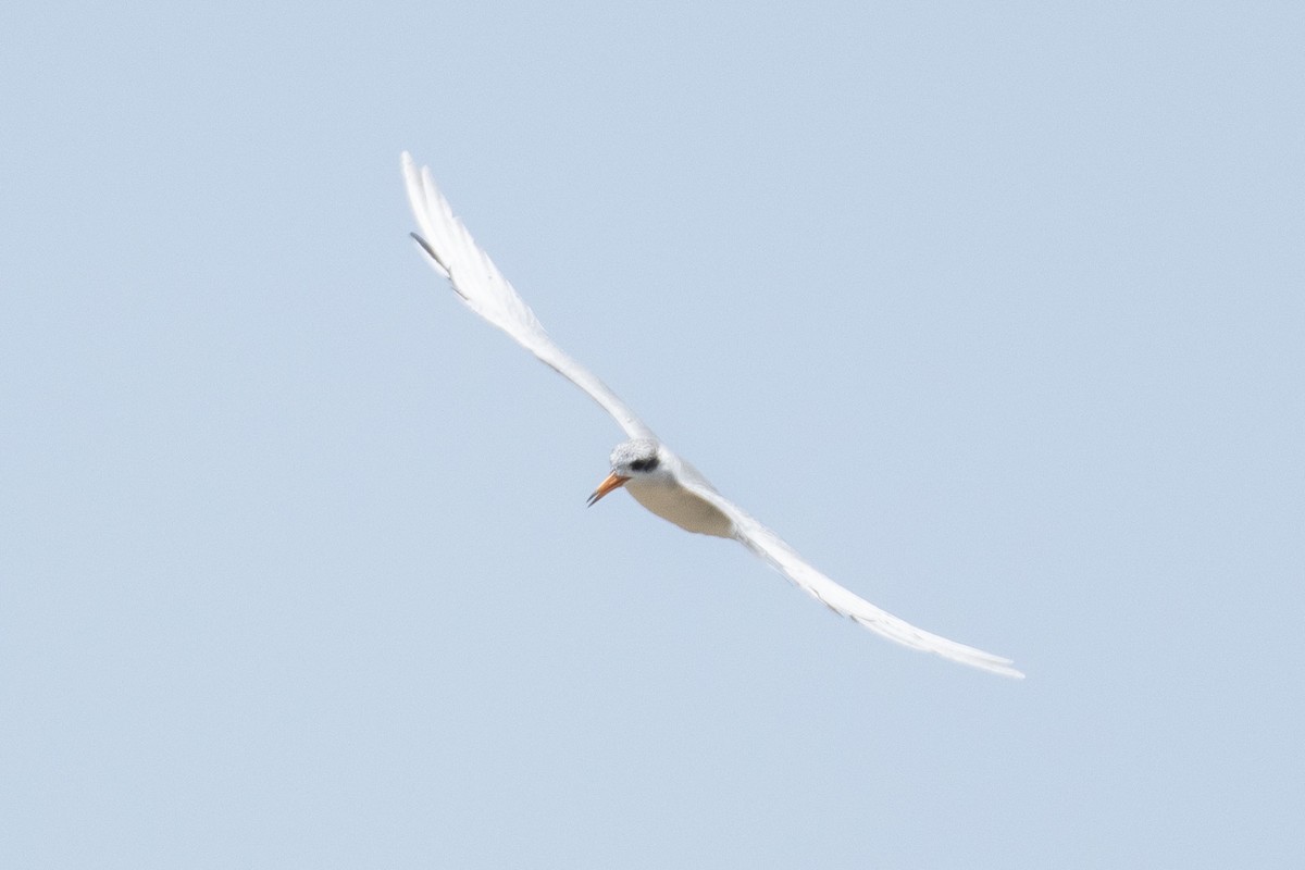 Black-bellied Tern - ML641322370