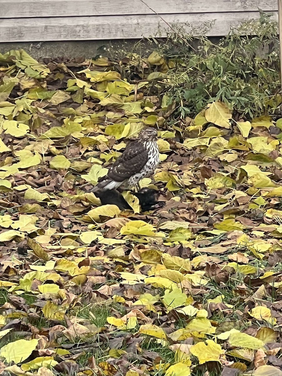 Cooper's Hawk - ML641322433