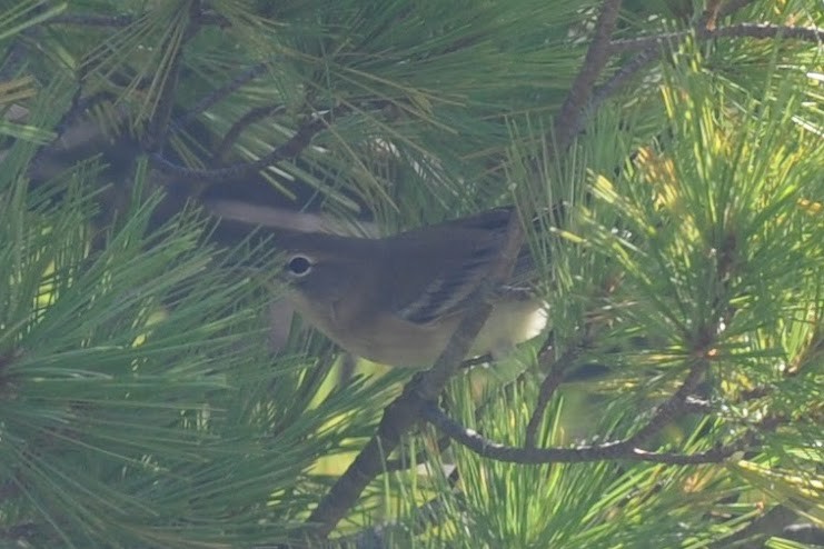 Pine Warbler - ML641322448