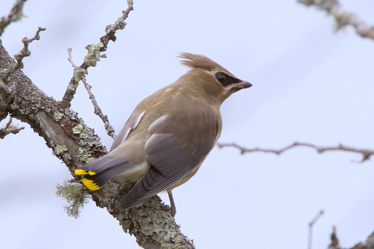 Cedar Waxwing - ML641322469
