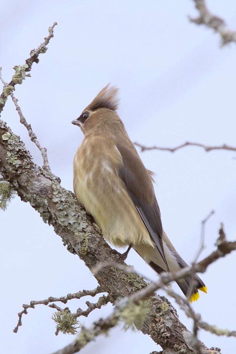 Cedar Waxwing - ML641322470