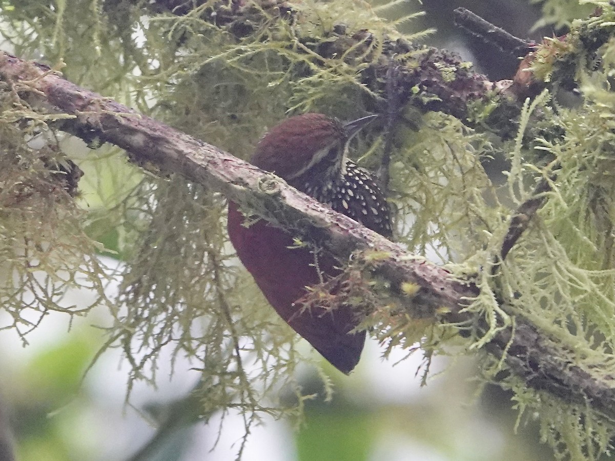 Pearled Treerunner - ML641322472