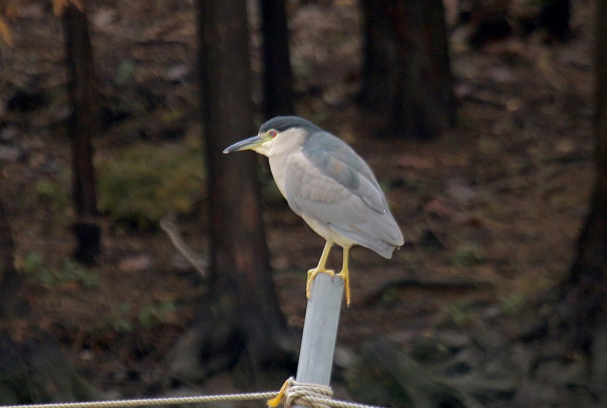 Кваква (nycticorax) - ML641322487