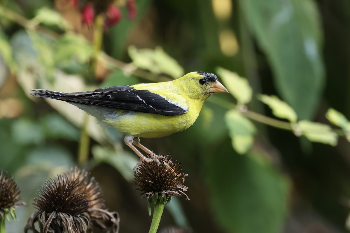 American Goldfinch - ML641322489