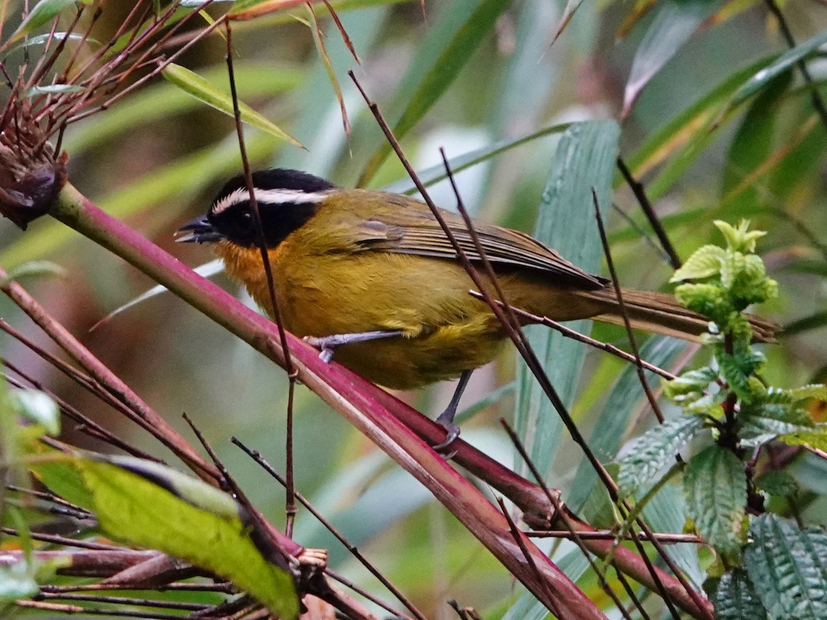 Black-capped Hemispingus (White-browed) - ML641322494