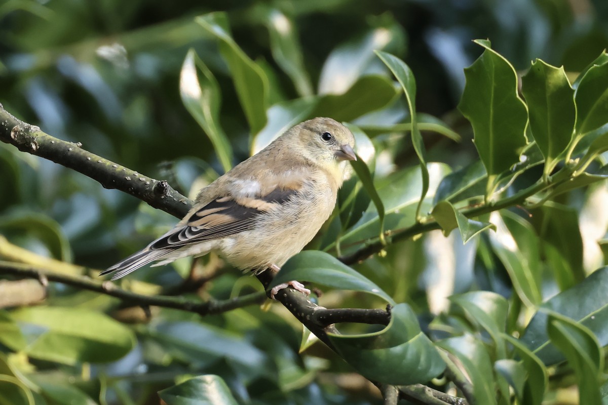 American Goldfinch - ML641322502