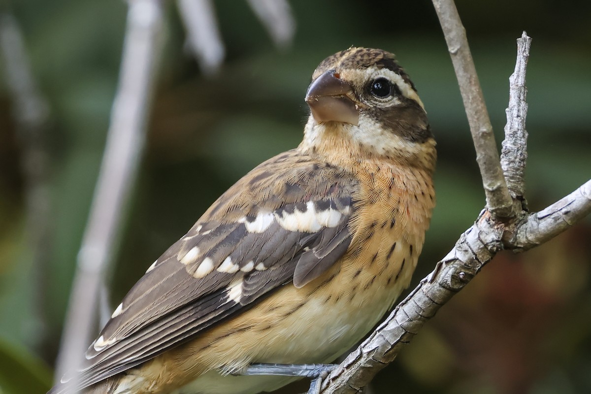 Rose-breasted Grosbeak - ML641322522