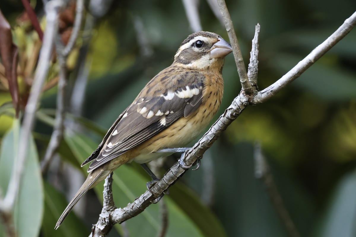 Rose-breasted Grosbeak - ML641322523