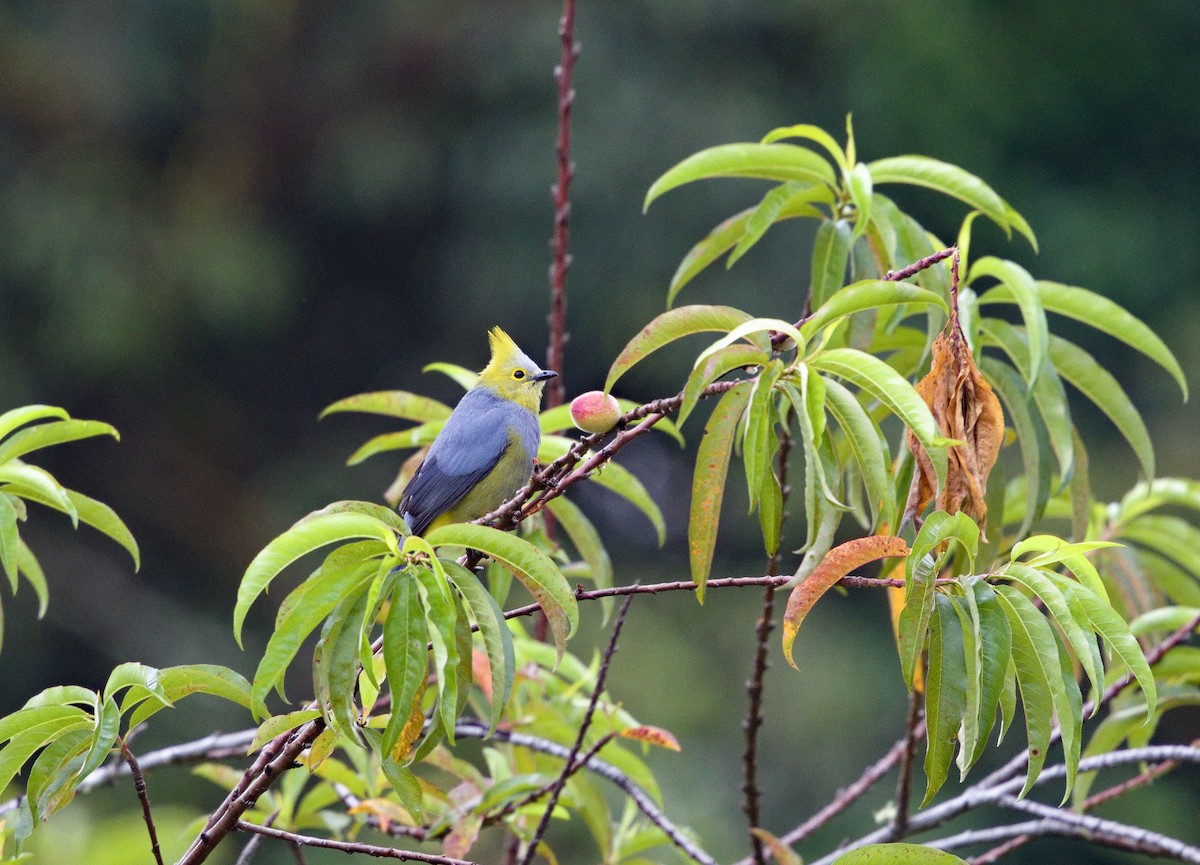 Long-tailed Silky-flycatcher - ML641322527