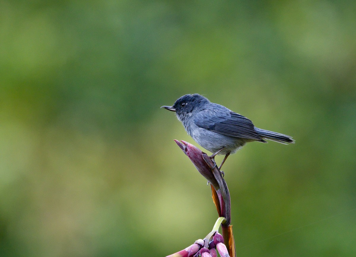 Slaty Flowerpiercer - ML641322535