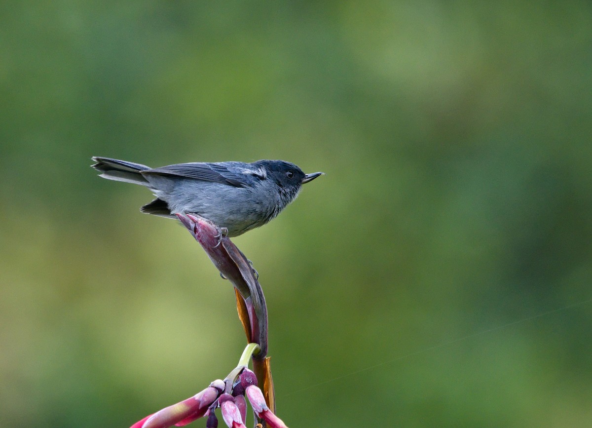 Slaty Flowerpiercer - ML641322537
