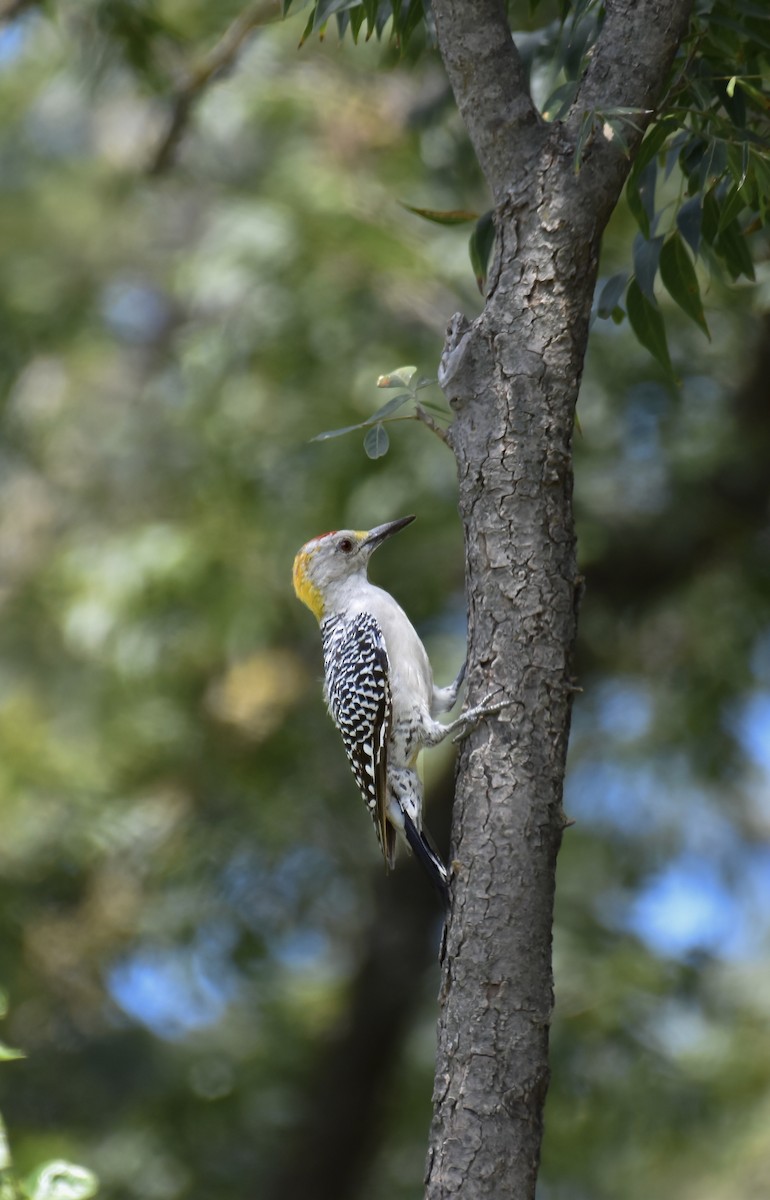 Golden-fronted Woodpecker - ML641322548