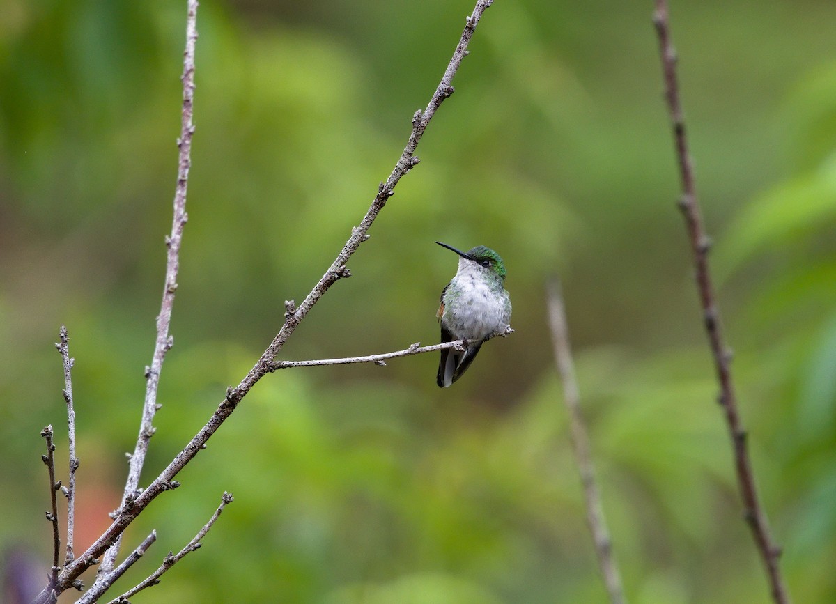 Stripe-tailed Hummingbird - ML641322550