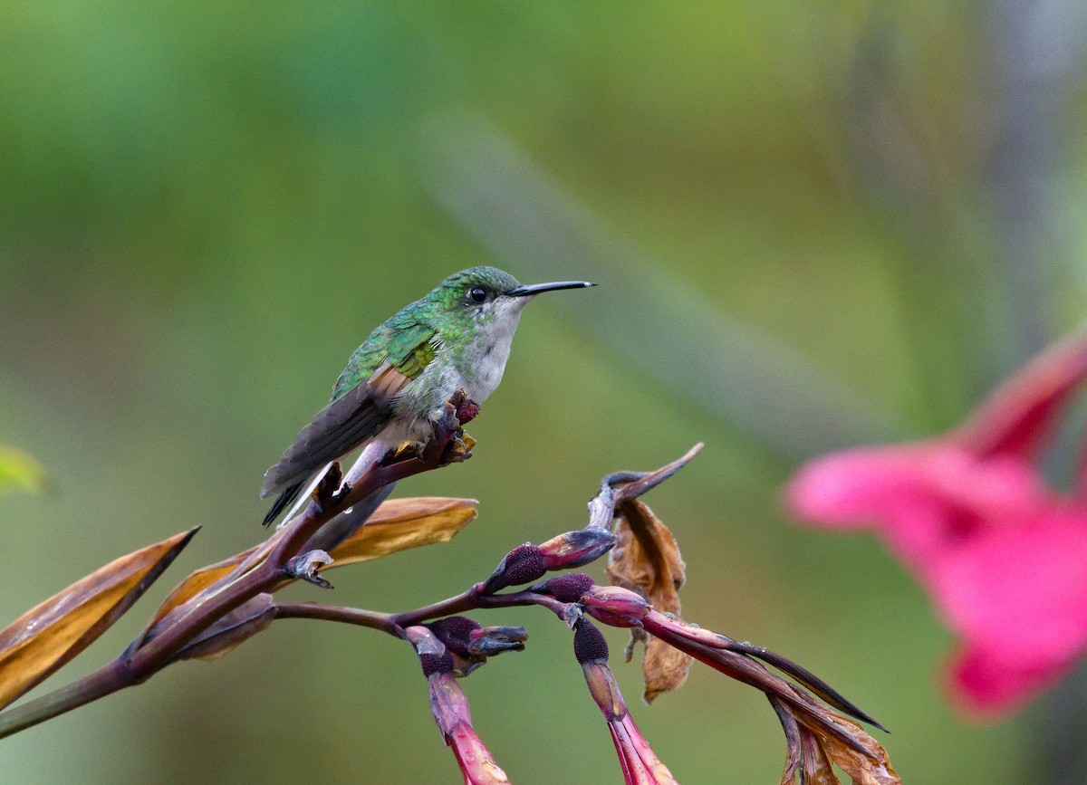 Stripe-tailed Hummingbird - ML641322553