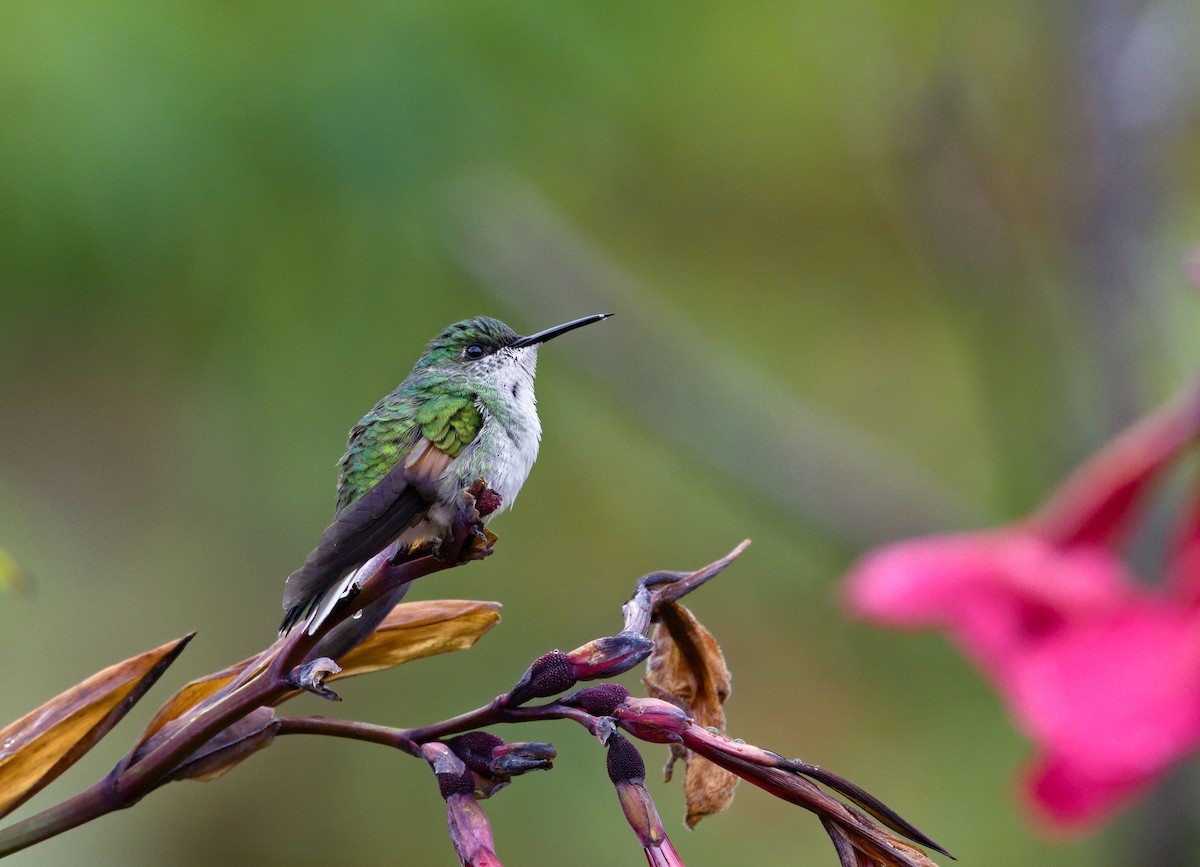 Stripe-tailed Hummingbird - ML641322555