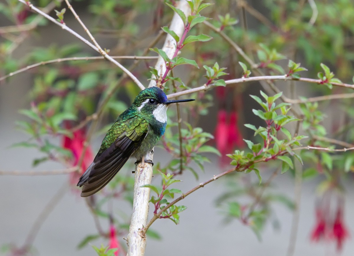 White-throated Mountain-gem (Gray-tailed) - ML641322562