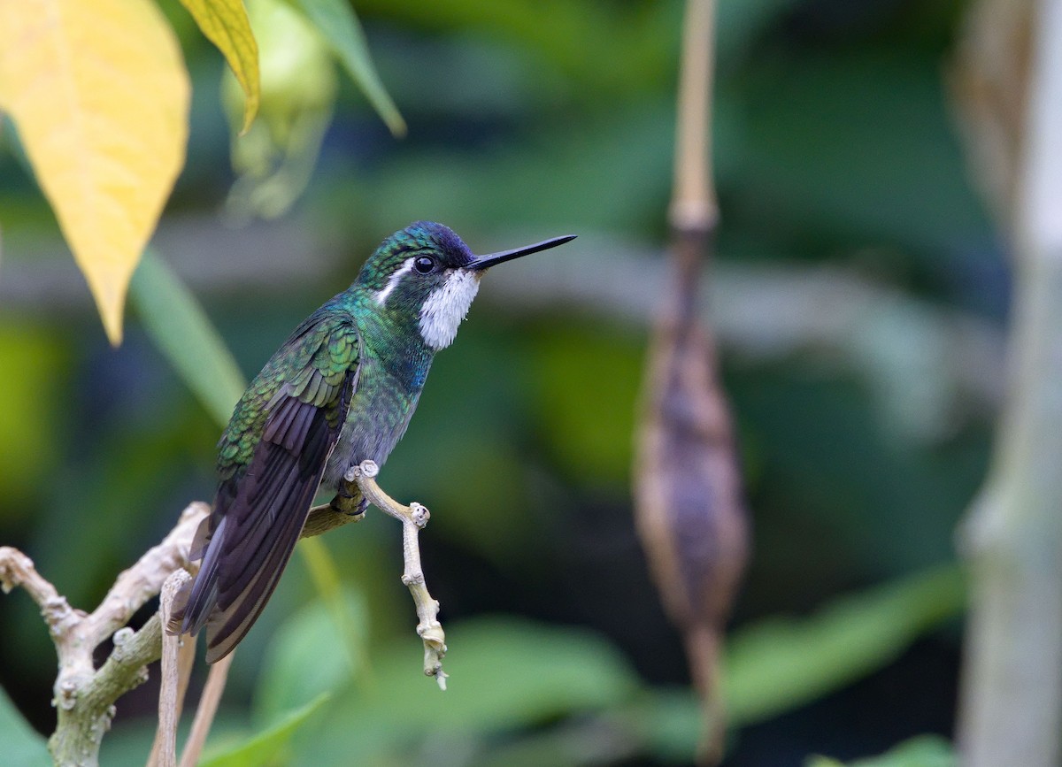 White-throated Mountain-gem (Gray-tailed) - ML641322563