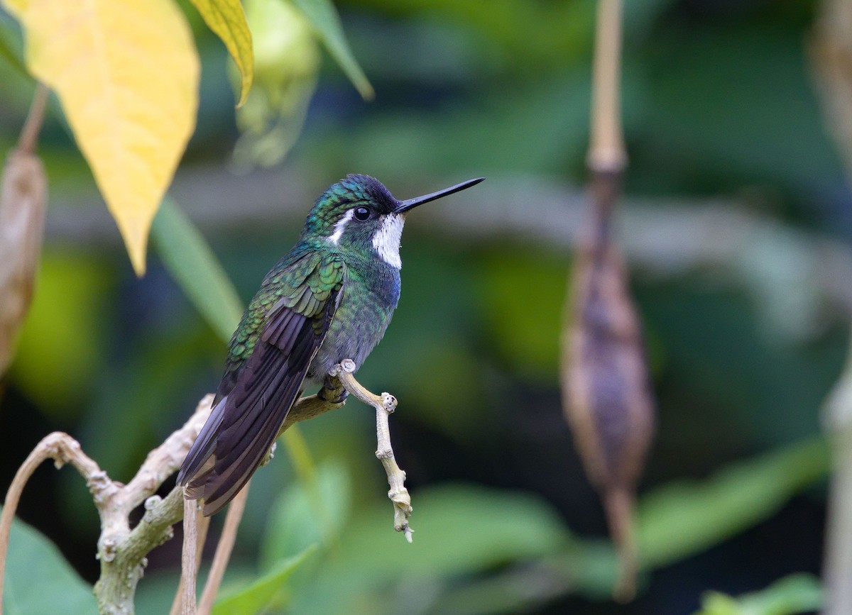 White-throated Mountain-gem (Gray-tailed) - ML641322564