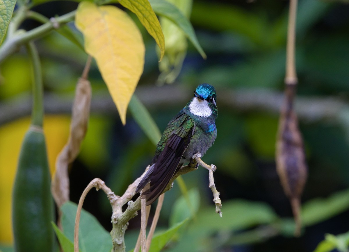 White-throated Mountain-gem (Gray-tailed) - ML641322565