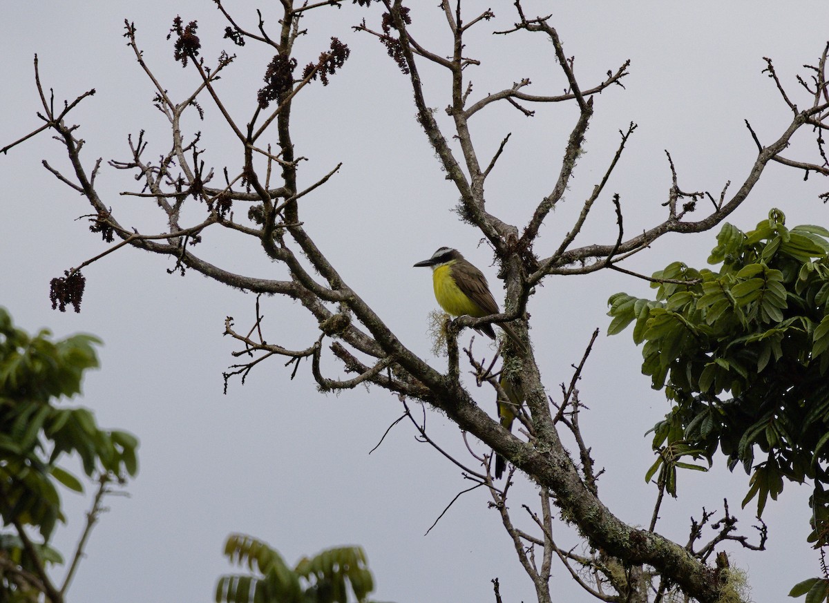 Boat-billed Flycatcher - ML641322573
