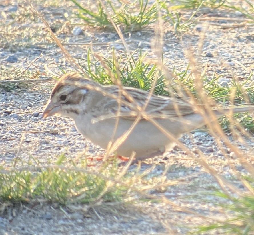 strnádka travní - ML641322577