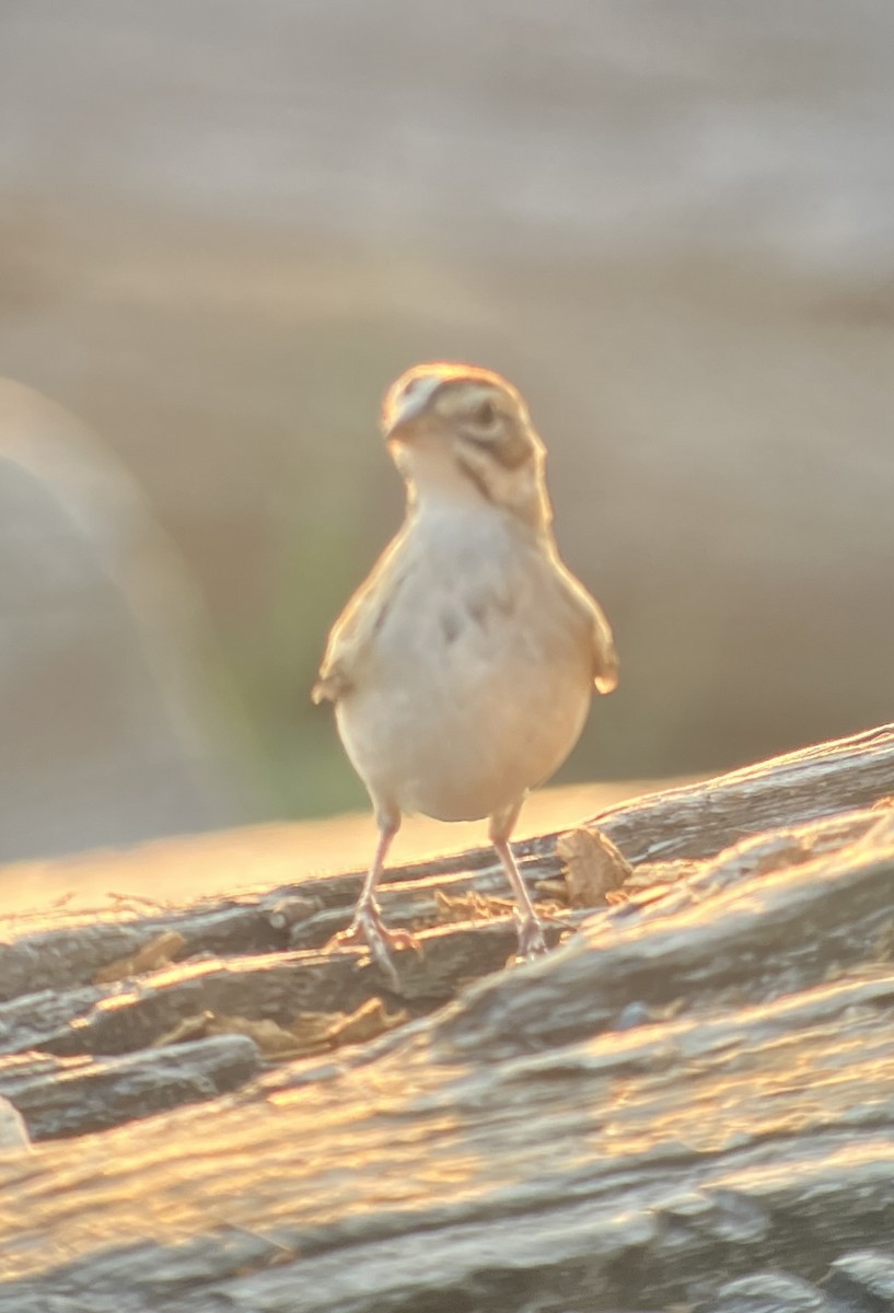 strnádka travní - ML641322588